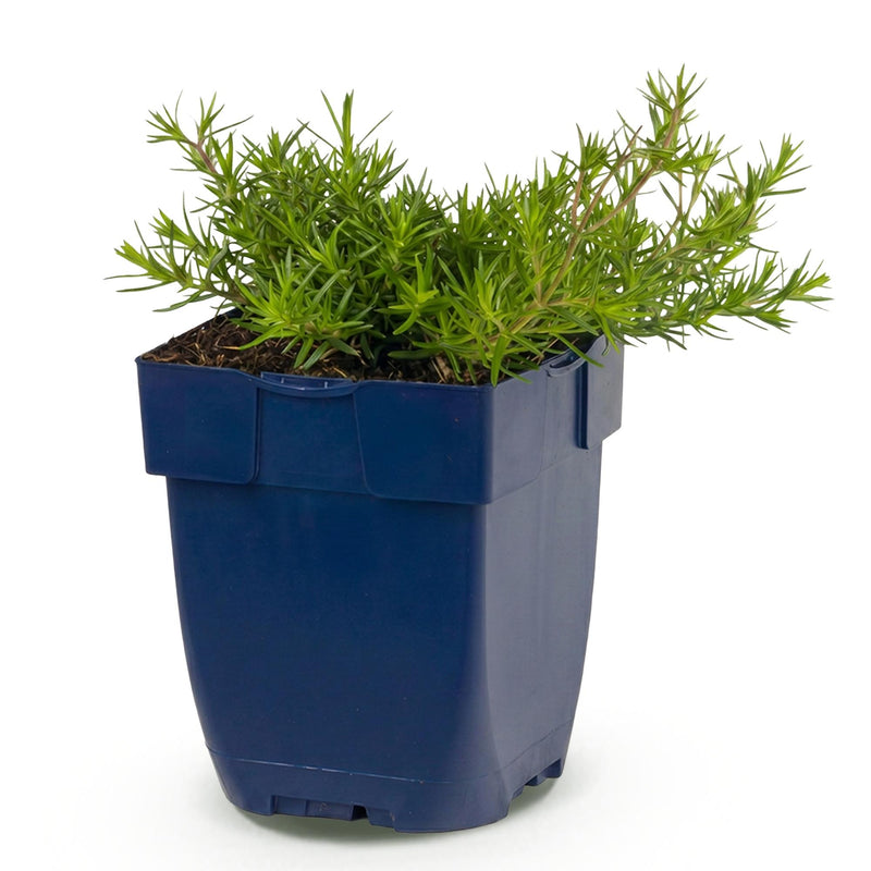 Green boutiQ - Vasteplant - Phlox MacDaniel's Cushion - Vlambloem - Bodembedekkend - Donker Roze - 1 Plant - Pot 11cm - Hoogte 15-25cm