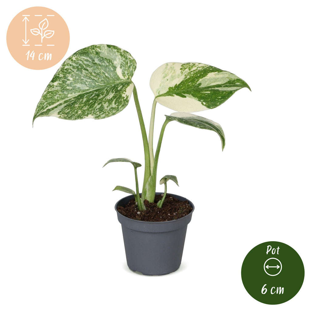 Monstera Creme Brulee - Monstera Creme Brulee - Green - Cream - Tropical - Ø6cm - ↕14cm