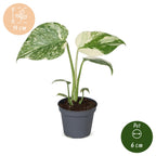 Monstera Creme Brulee - Monstera Creme Brulee - Green - Cream - Tropical - Ø6cm - ↕14cm