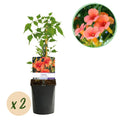 Green boutiQ - Bignone - Campsis radicans Madame Galen - Fleur orange - Entretien facile - 2 plantes - Pot 11cm Hauteur 40cm