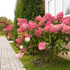 Green boutiQ - Hortensia paniculata - Hydrangea paniculata Vanille Fraise - Fleurs blanches et roses - 3 plantes pour 1 m² - Caduc - Grandes fleurs - Pot 17 cm - Hauteur 50 cm