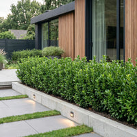 Green boutiQ - 16x Euonymus japonica Green Spire - Kardinaalsmuts - Haagplanten - Groenblijvend - Groen - Pot 9cm - Hoogte 20-25cm