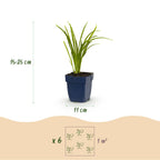 Green boutiQ - Stauden - Hemerocallis Autumn Red - Taglilie - Bienen- und Schmetterlingsmagnet - Rot - 12 Pflanzen - Topf 11cm - Höhe 15-25cm