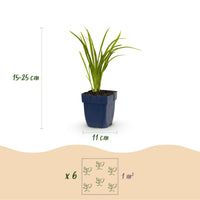Green boutiQ - Vasteplant - Hemerocallis Autumn Red - Daglelie - Bijen en Vlinderlokkers - Rood - 12 Planten - Pot 11cm - Hoogte 15-25cm