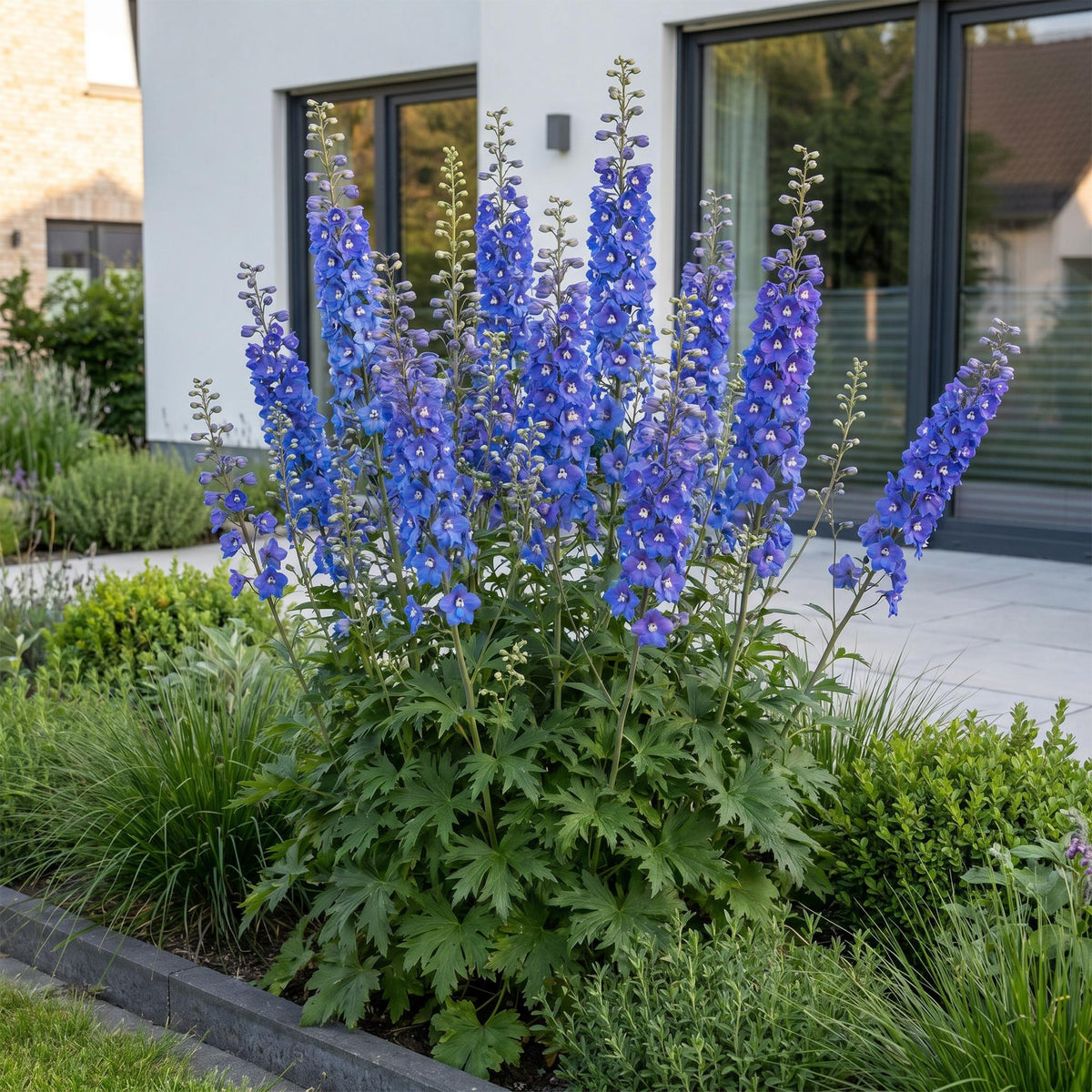 Green boutiQ - Stauden - Delphinium (P) Blue Bird - Rittersporn - Bienen- und Schmetterlingsmagnet - Blau - 1 Pflanze - Topf 11cm - Höhe 15-25cm