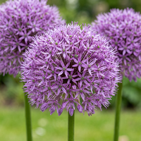 8x Allium Gladiator - Sierui - Paars - Zomerbloeier - Bolmaat 16/18