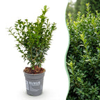Green boutiQ - 40x Buxus sempervirens - Buis - Plantes de haie - Persistant - Vert - Pot 9cm - Hauteur 20-25cm