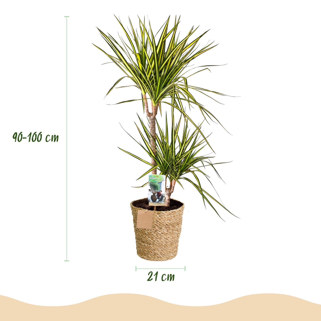 Green BoutiQ - Green is... Plantes d'intérieur - Dracaena Sunray - Dragonnier - Peu d'entretien - avec panier - Vert - 1 plante - Pot 21cm - Hauteur 90-100cm