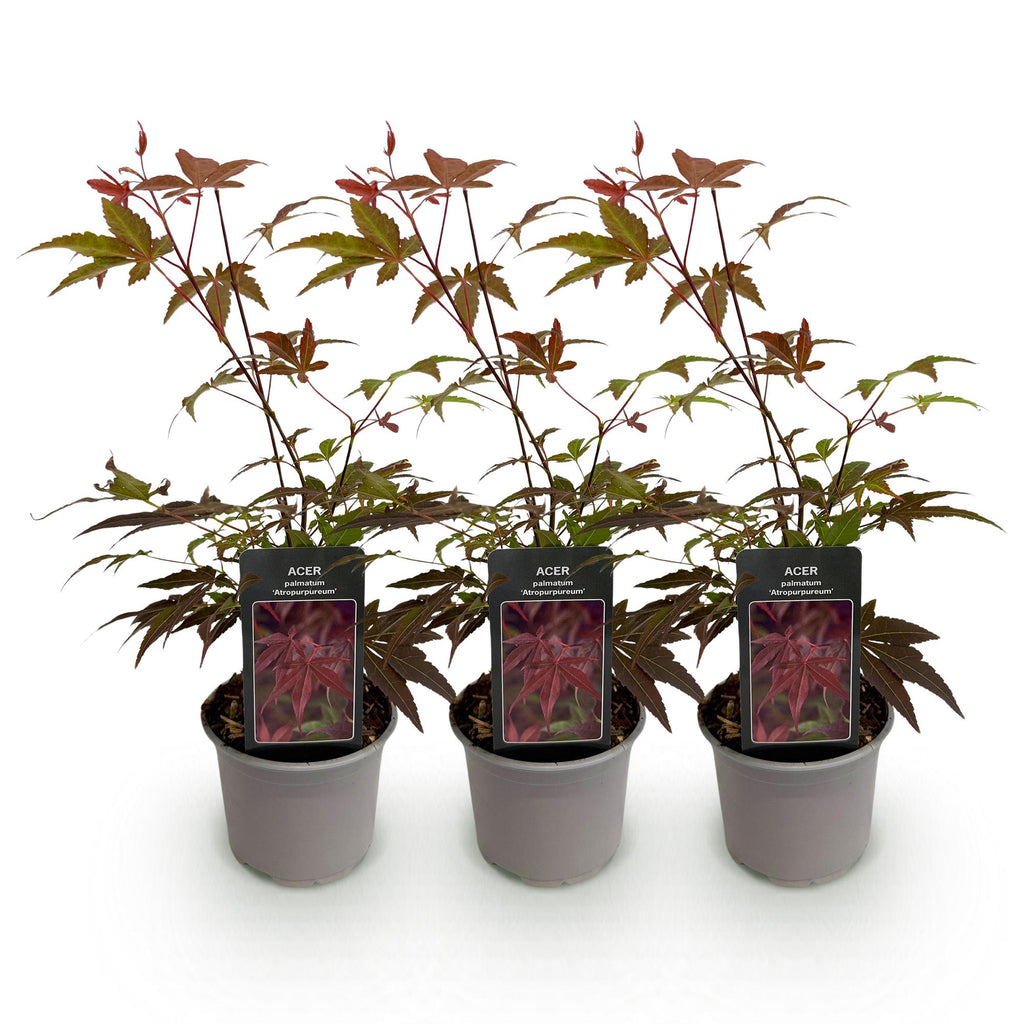 Green boutiQ - Plante de jardin - Acer palmatum Atropurpureum - Pourpre - 3 plantes - Caduc - Peu d'entretien - Pot 12 cm Hauteur 35 cm