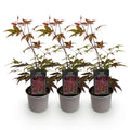 Green boutiQ - Plante de jardin - Acer palmatum Atropurpureum - Pourpre - 3 plantes - Caduc - Peu d'entretien - Pot 12 cm Hauteur 35 cm