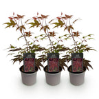 Green boutiQ - Plante de jardin - Acer palmatum Atropurpureum - Pourpre - 3 plantes - Caduc - Peu d'entretien - Pot 12 cm Hauteur 35 cm