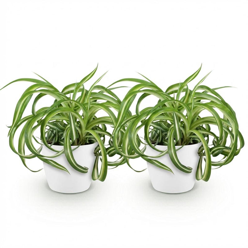 Green boutiQ - Kamerplant - Chlorophytum comosum Bonnie - Krullende Graslelie - Huisdiervriendelijke Plant - Groen - 2 Planten - met Potter Wit - Pot 12cm - Hoogte 20cm