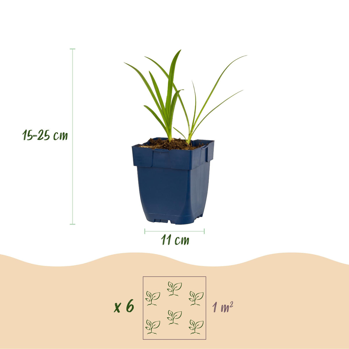 Green boutiQ - Plante vivace - Agapanthus africanus Albus - Agapanthe - Mellifère (attire les abeilles et les papillons) - Blanc - 3 plantes - Pot 11cm - Hauteur 15-25cm