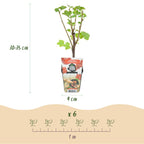 Green boutiQ - Plants fruitiers - Groseillier à grappes - Ribes rubrum Jonkheer van Tets - Rustique - 3 plantes - Pot 9 cm - Groseille rouge
