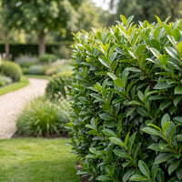 Green boutiQ - 40x Prunus laur. Caucasica - Laurierkers - Haagplanten - Groenblijvend - Groen - Pot 9cm - Hoogte 25-35cm