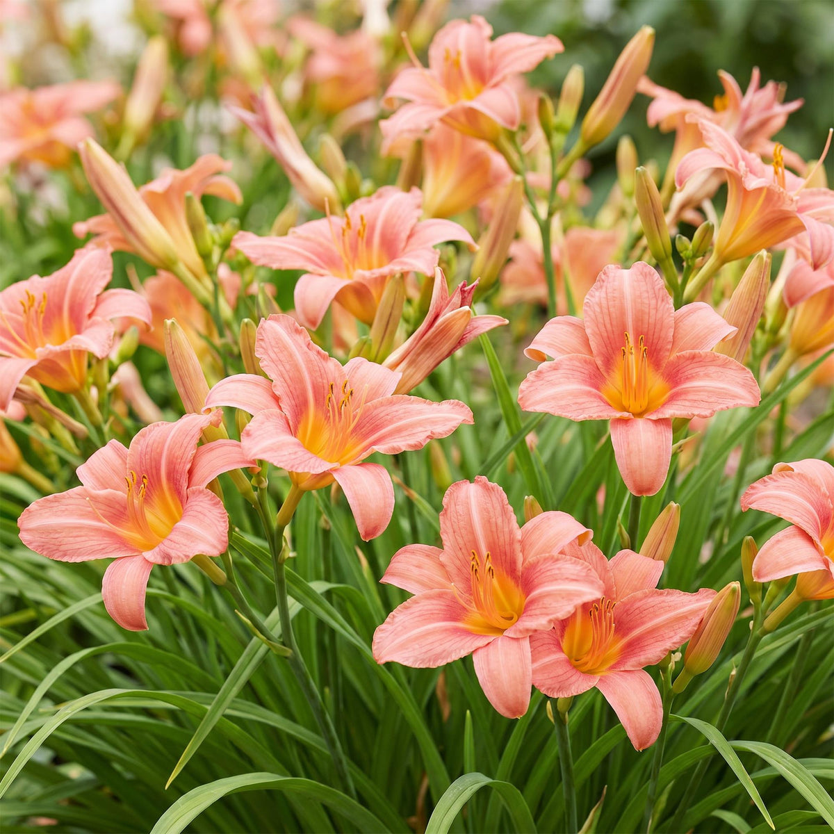 Green boutiQ - Plante vivace - Hemerocallis Pink Damask - Hémérocalle - Attire les abeilles et les papillons - Rose - 1 plante - Pot 11 cm - Hauteur 15-25 cm