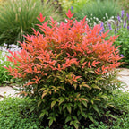 Green boutiQ - Gartenpflanze - Nandina Obsessed - Rot - 2 Pflanzen - Immergrün - Pflegeleicht - Topf 17cm Höhe 45cm