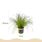 Green boutiQ - Plante d'intérieur - Cyperus alternifolius Zumula - Herbe à chat - Adaptée aux animaux de compagnie - Vert - 2 plantes - Pot 12 cm - Hauteur 28-30 cm