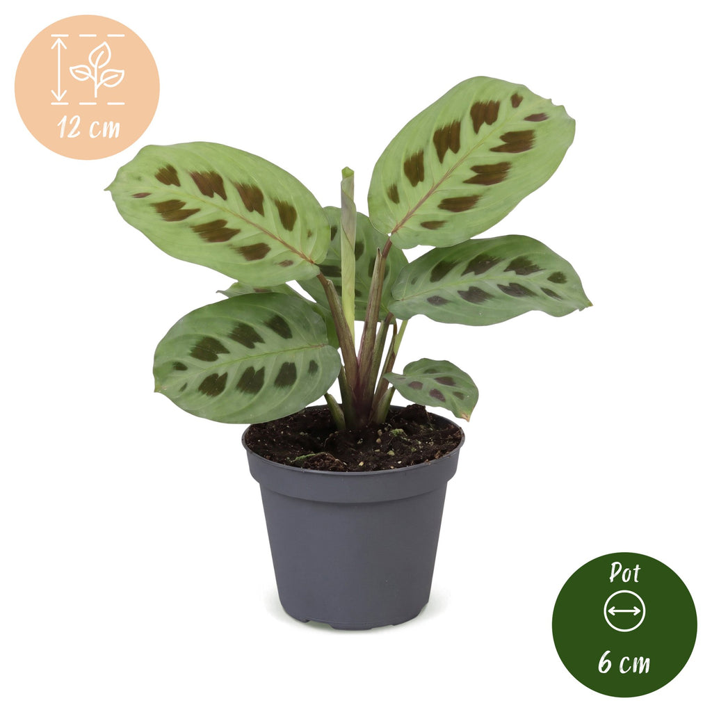 Maranta leu. 'Kerchoveana' - Rabbit's foot plant - Green - Tropical - Ø6cm - ↕12cm