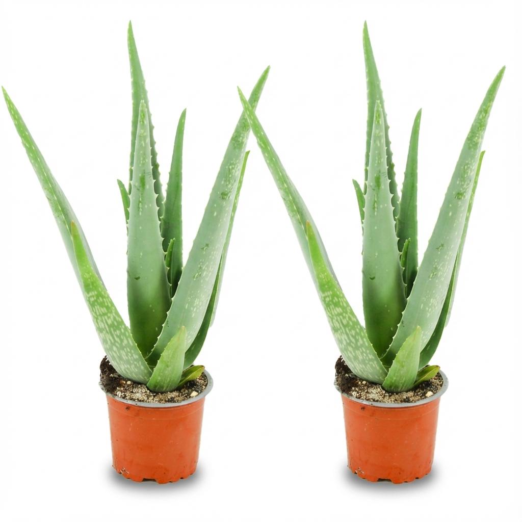 Aloë Vera - 2 Stuks - Ø 10,5 cm - Hoogte: 35 - 40cm