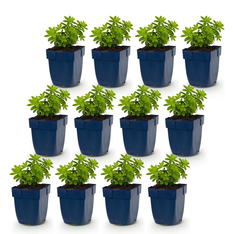 Green boutiQ - Vasteplant - Galium odoratum - Walstro - Bodembedekkend - Wit - 12 Planten - Pot 11cm - Hoogte 15-25cm