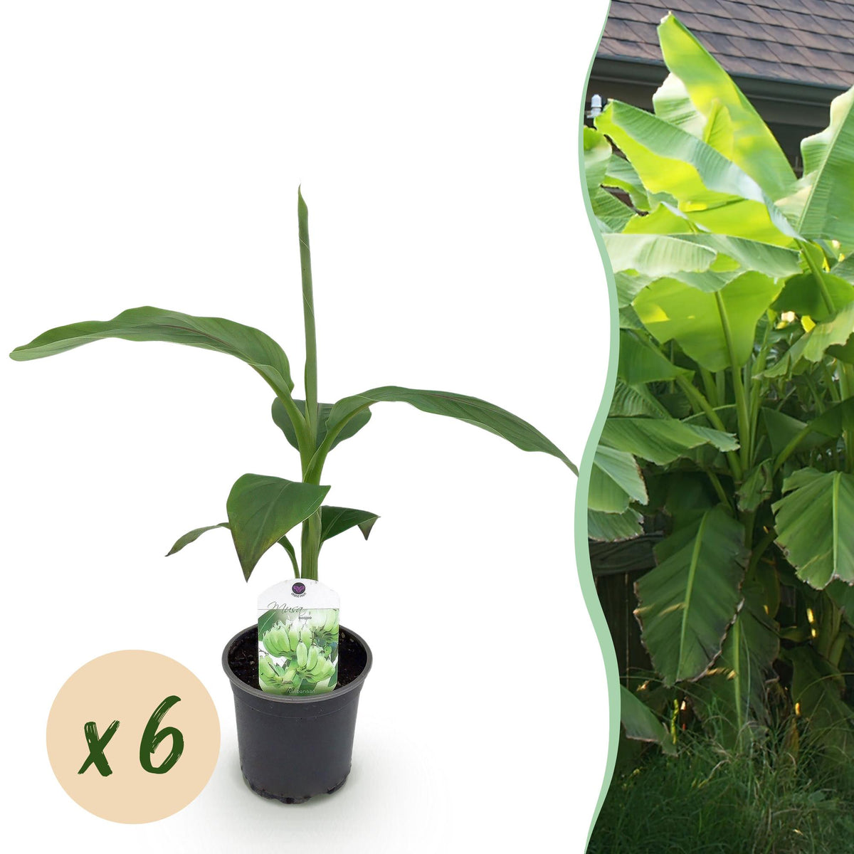 Green boutiQ - Plant fruitier - Bananier - Musa Basjoo - Rustique - 6 plantes - Pot 12cm Hauteur 30cm