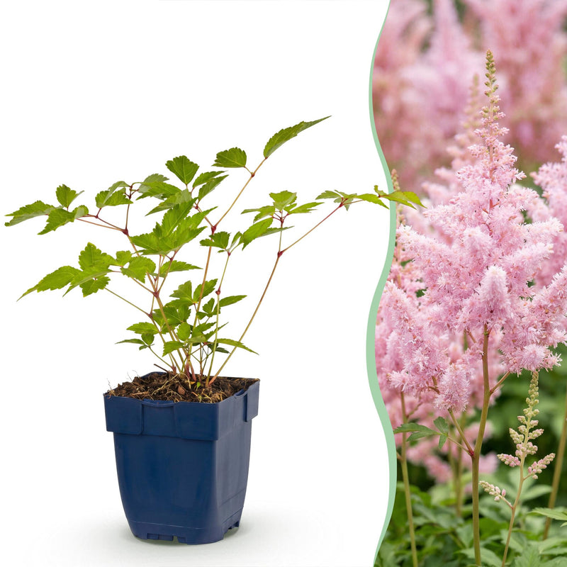 Green boutiQ - Vasteplant - Astilbe (J) Europa - Pluimspirea - Schaduw - Roze - 1 Plant - Pot 11cm - Hoogte 15-25cm