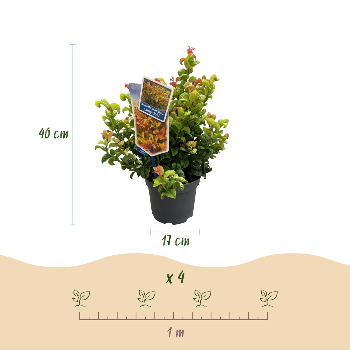 Green boutiQ - Plante de jardin - Leucothoe Curly Gold - Jaune - 1 plante - Persistant - Peu d'entretien - Pot 17 cm Hauteur 40 cm