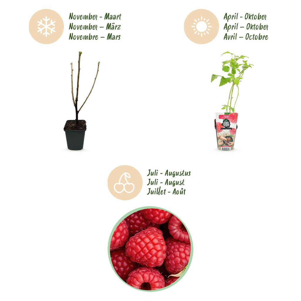 Green boutiQ - Plants fruitiers - Framboisier - Rubus idaeus Ottawa - Rustique - 3 plantes - Pot 9 cm - Framboise rouge