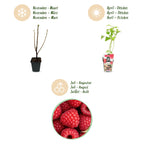 Green boutiQ - Plants fruitiers - Framboisier - Rubus idaeus Ottawa - Rustique - 3 plantes - Pot 9 cm - Framboise rouge