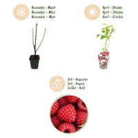 Green boutiQ - Fruitplanten - Framboos - Rubus idaeus Ottawa - Winterhard - 3 Planten - Pot 9 cm - Rode Framboos