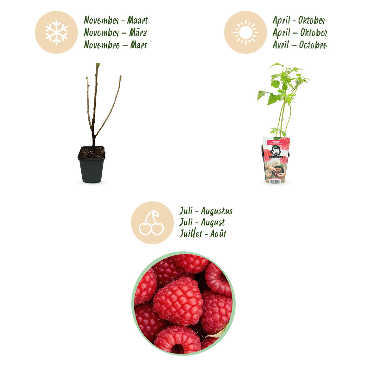 Green boutiQ - Plants fruitiers - Framboisier - Rubus idaeus Ottawa - Rustique - 3 plantes - Pot 9 cm - Framboise rouge