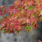 Green boutiQ - Plante de terrasse - Érable du Japon - Acer palmatum Beni Maiko - Rouge - 2 plantes - Caduc - Pot 19cm Hauteur 70cm