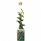 4x Lonicera jap. 'Red World' - Chèvrefeuille du Japon - Rouge - Rose - Grimpant - Ø9cm - ↕35cm