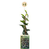 4x Lonicera jap. 'Red World' - Japanese honeysuckle - Red - Pink - Climber - Ø9cm - ↕35cm