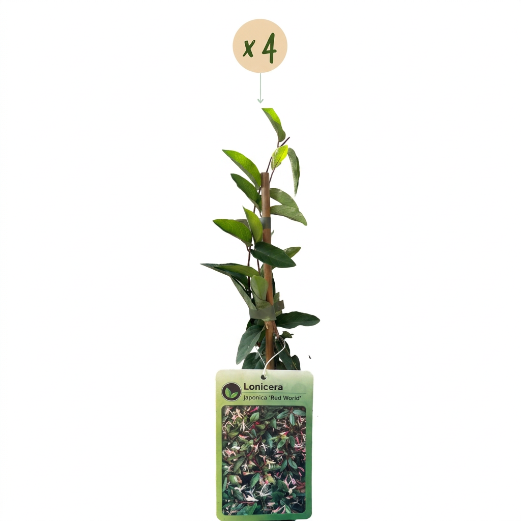 4x Lonicera jap. 'Red World' - Chèvrefeuille du Japon - Rouge - Rose - Grimpant - Ø9cm - ↕35cm