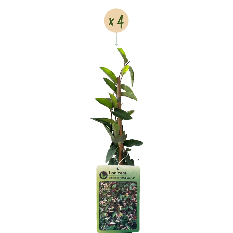 4x Lonicera jap. 'Red World' - Japanisches Geißblatt - Rot - Rosa - Kletterpflanze - Ø9cm - ↕35cm
