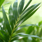 Green boutiQ - Zimmerpflanze - Howea Forsteriana - Kentia-Palme - pflegeleicht - Grün - 2 Pflanzen - Topf 19cm - Höhe 80-85cm