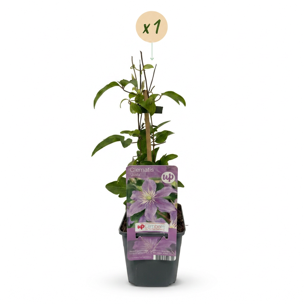 Clématite Justa - Clématite - Bleu clair - Plante grimpante - Ø9cm - ↕35cm