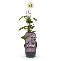Clematis Justa - Bosrank - Licht Blauw - Klimplant - Ø9cm - ↕35cm