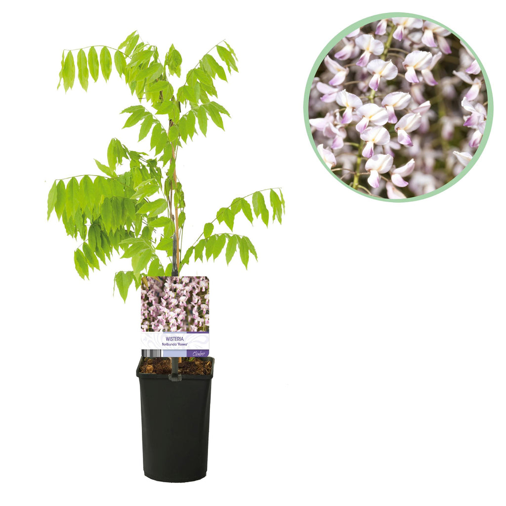 Green boutiQ - Glycine - Wisteria floribunda Rosea - Fleurs roses - 1 plante - Pot 11cm Hauteur 40cm