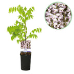 Green boutiQ - Glycine - Wisteria floribunda Rosea - Fleurs roses - 1 plante - Pot 11cm Hauteur 40cm
