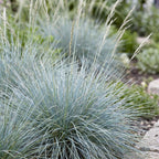 Green boutiQ - Stauden - Festuca glauca - Blauschwingel - Immergrün - Blau - 6 Pflanzen - Topf 11cm - Höhe 15-25cm