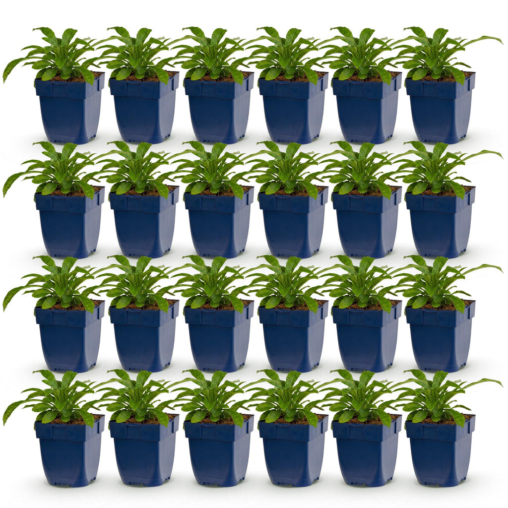 Green boutiQ - Plante vivace - Campanula pers. Alba - Campanule à feuilles de pêcher - Attire les abeilles et les papillons - Blanc - 24 plantes - Pot 11cm - Hauteur 15-25cm