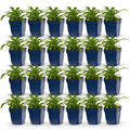 Green boutiQ - Plante vivace - Campanula pers. Alba - Campanule à feuilles de pêcher - Attire les abeilles et les papillons - Blanc - 24 plantes - Pot 11cm - Hauteur 15-25cm