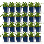 Green boutiQ - Plante vivace - Campanula pers. Alba - Campanule à feuilles de pêcher - Attire les abeilles et les papillons - Blanc - 24 plantes - Pot 11cm - Hauteur 15-25cm