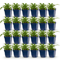 Green boutiQ - Vasteplant - Campanula pers. Alba - Perzikbladklokje - Bijen en Vlinderlokkers - Wit - 24 Planten - Pot 11cm - Hoogte 15-25cm