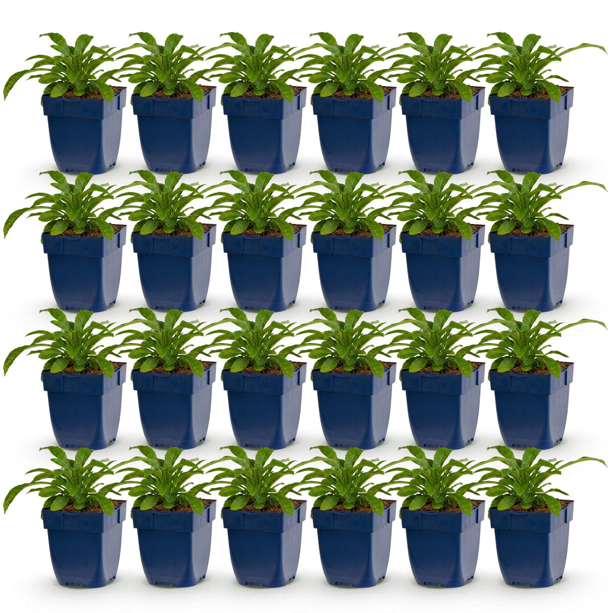 Green boutiQ - Plante vivace - Campanula pers. Alba - Campanule à feuilles de pêcher - Attire les abeilles et les papillons - Blanc - 24 plantes - Pot 11cm - Hauteur 15-25cm