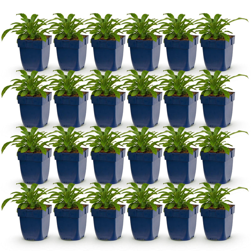 Green boutiQ - Vasteplant - Campanula pers. Alba - Perzikbladklokje - Bijen en Vlinderlokkers - Wit - 24 Planten - Pot 11cm - Hoogte 15-25cm
