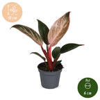 Philodendron Pink Bikini - Philodendron Pink Bikini - Green - Pink - Tropical - Ø6cm - ↕10cm